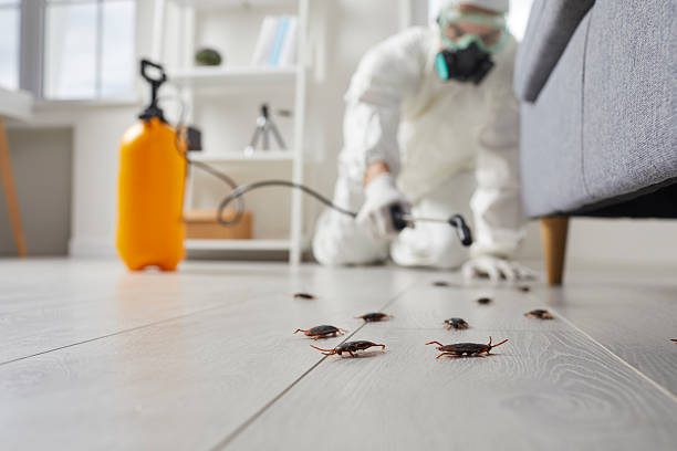Trusted Cockroach Control service in Northampton, MA - Nex Pest Control